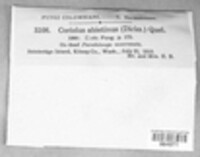 Trichaptum abietinum image